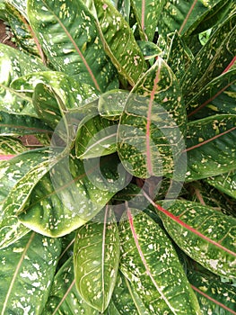 Closeup shot of aglaonema flower plant on the garden