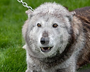 Closeup shot of an Alaskan Malamute chained on its neck outd