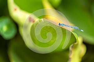 Closeup shot of an Alkali Bluet damselfly on a green leaf on a blurred background