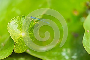 Closeup shot of an Alkali Bluet damselfly on a green leaf on a blurred background