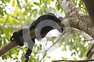 Closeup shot of an Alouatta palliata lying on a tree branch