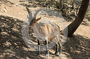 Closeup shot of an alpine ibex on blurred background