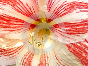 Closeup shot of an amaryllis flower with white and red petals and long stamen