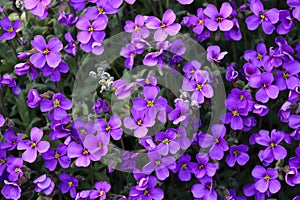 Closeup shot of amazing aubrieta purple flowers photo