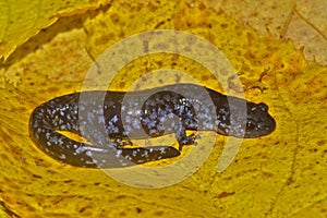 Closeup shot of Ambystoma laterale blue-spotted salamander