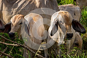 Closeup shot of American Brahmans behind a fence