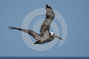 Closeup shot of a American brown pelican bird flying over the blue sky on a sunny day