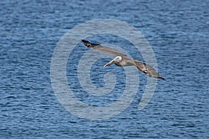 Closeup shot of a American brown pelican bird flying over the water on a sunny day