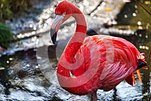 Closeup shot of an American flamingo near the water