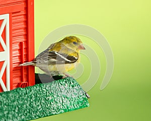 Closeup shot of an American goldfinch bird perched on a bird feeder