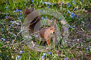 Closeup shot of an American red squirrel (Tamiasciurus hudsonicus) in a squills field