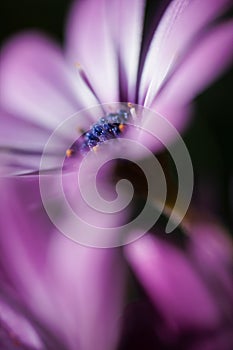 Closeup shot of an anemone hortensis under the sunlight with a blurry background