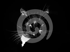 Closeup shot of an angry black cat with a black background