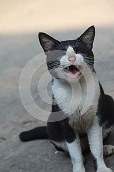 Closeup shot of an angry shorthair black and white feral cat hissing at the camera