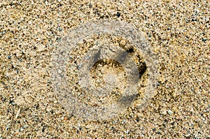 Closeup shot of an animal footprint in the soil