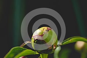 Closeup shot of ant on green peony bud isolated on black background