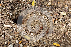 Closeup shot of an ant's nest hole entrance in the ground with ants walking around