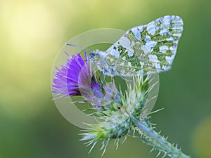 Closeup shot of an Anthocharis cardamines butterfly sitting on a purple flower