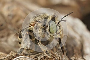 Closeup shot of an Anthophora bimaculata on blurry background