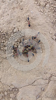 Closeup shot of ants (Formicidae) working on a sand area