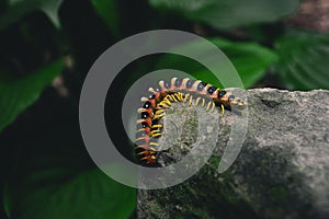 Closeup shot of an Apheloria virginiensis on the stone