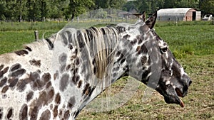 Closeup shot of an Appaloosa horse in a green meadow on a sunny day