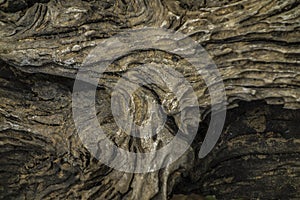 A closeup shot of a append old wooden tree texture