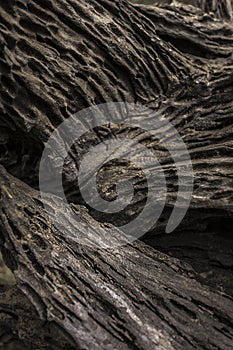 A closeup shot of a append old wooden tree texture