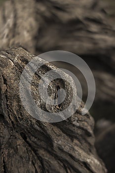 A closeup shot of a append old wooden tree texture