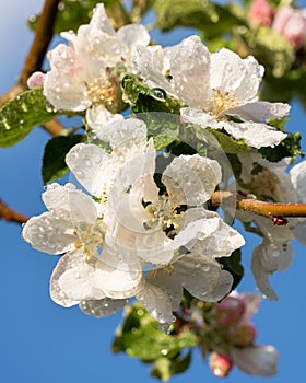 Closeup shot of apple flowers blossoms of springtime against blue sky background