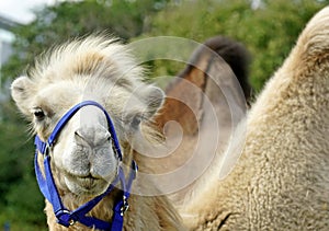 Closeup shot of Arabian camel