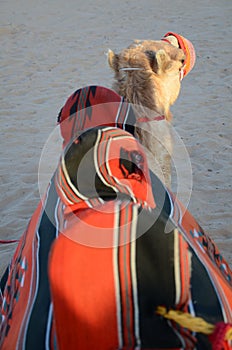 Closeup shot of the Arabian camel