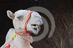 Closeup shot of an Arabian camel displaying its teeth.