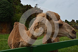 Closeup shot of an Arabian camel standing near a wooden fence at the zoo