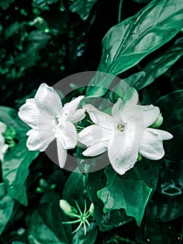 Closeup shot of Arabian jasmine flowers in a garden