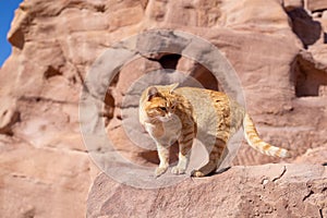 Closeup shot of an Arabian mau on the edge of a mountain in Petra, Jordan