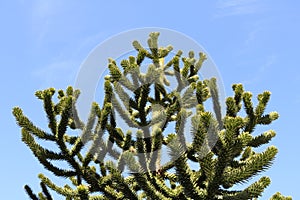 Closeup shot of araucaria chilena tree on blue sky background photo