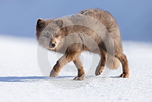 Closeup shot of an arctic fox in the snow at Hornstrandir Nature Reserve, Iceland photo