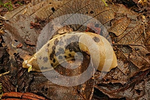 Closeup shot of an Ariolimax columbianus on the ground