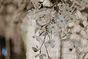 Closeup shot of artificial floral decorations with white flowers on branches