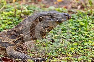 Closeup shot of the Asian Water Monitor Lizard on grass in Lumpini park