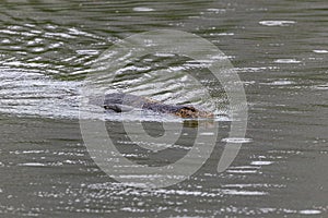 Closeup shot of the Asian Water Monitor Lizard swimming in water in Lumpini park