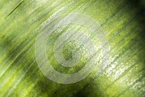 Closeup shot of an aspidistra leaf