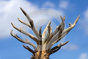 Closeup shot of Astrophytum caput-medusae against the bacldrop of a blue sky.