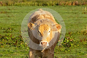 Closeup shot of attractive cow looking at the camera grazing in the meadow