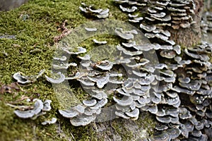 Closeup shot of auriculariales