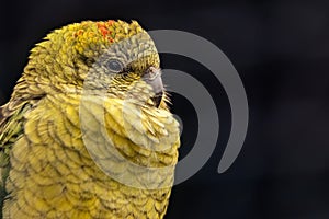 Closeup shot of an austral parakeet against a dark backdrop