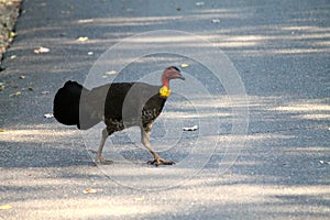 Closeup shot of Australian Brushturkey on background of asphalt