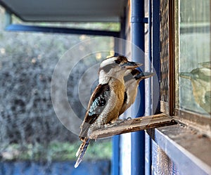 Closeup shot of Australian kookaburras waiting for supper outside the cookhouse photo