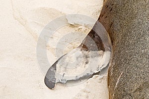 Closeup shot of Australian Sea Lion showing Anterior flippers on